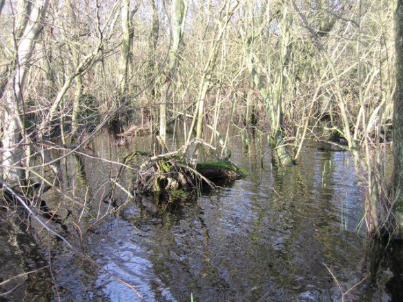 alder swamp